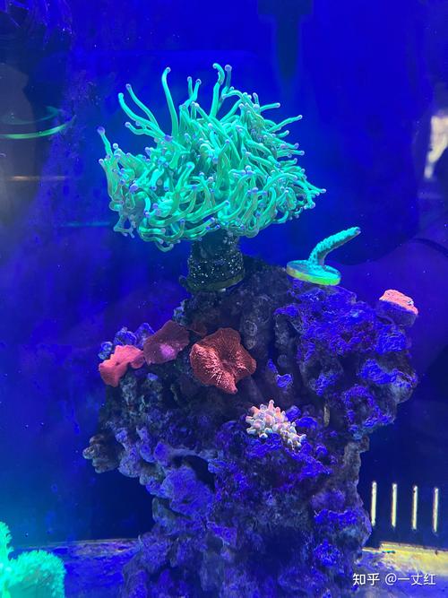 沉迷海缸视力骤减;海缸伤眼睛