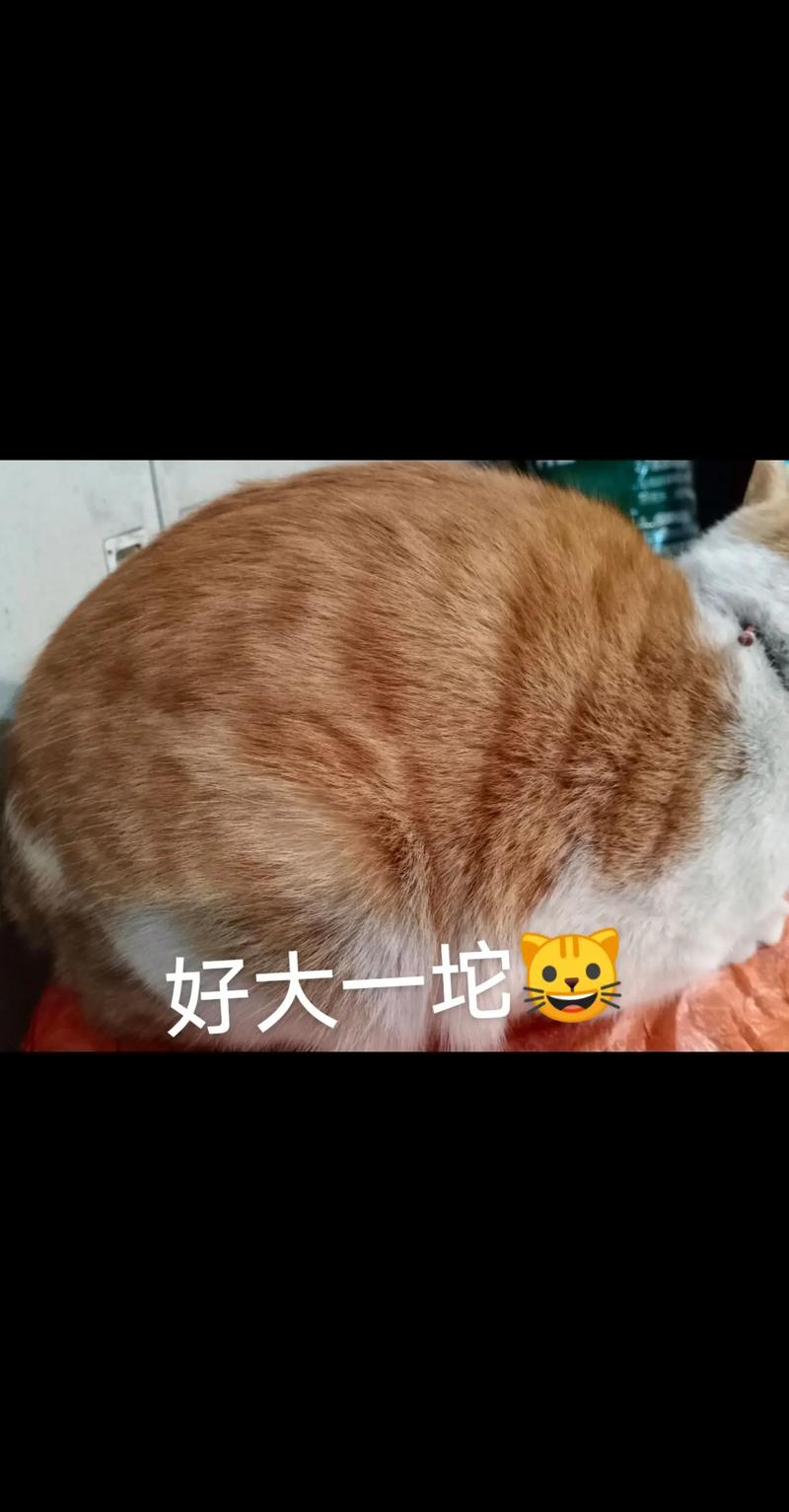 澳门6合开奖结果和肥猫一年多减重16斤与肥猫一年多减重16斤正常吗