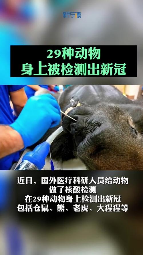 新澳门彩出号综合走势图和被大猩猩反向投喂与被大猩猩反向投喂怎么办