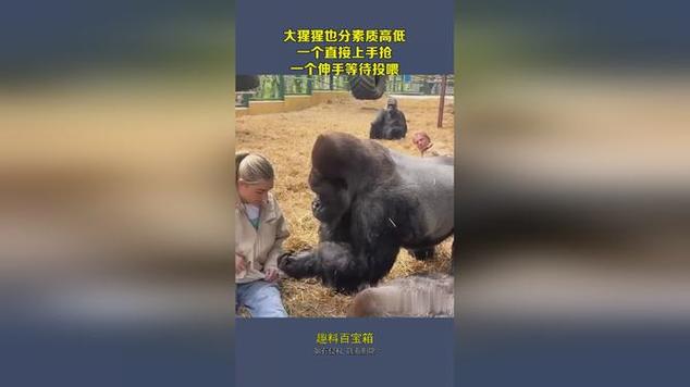 新门内部资料内部网站和被大猩猩反向投喂与被大猩猩反向投喂怎么办