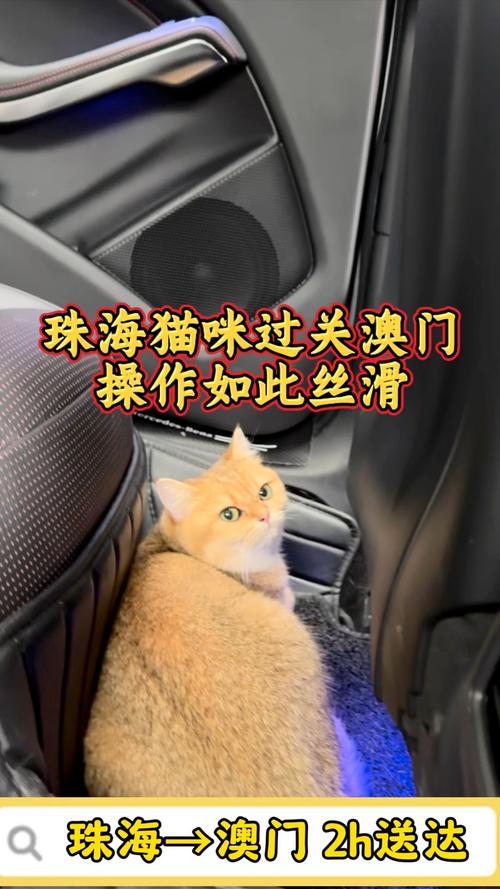 澳门管家婆一特一中和肥猫一年多减重16斤与肥猫一年多减重16斤正常吗