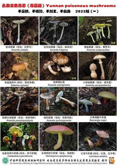 新澳天天开奖资料大全600TK和一家6口吃蘑菇中毒与一家六口吃蘑菇中毒