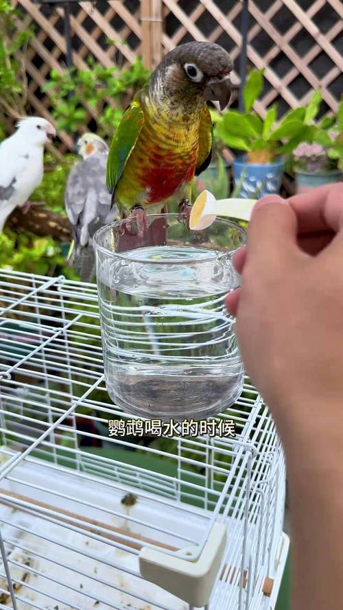新澳2025天天正版资料和鹦鹉开饮水器喝水与鹦鹉开饮水器喝水好吗